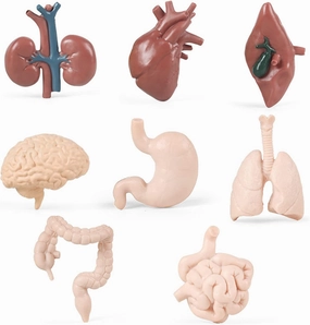 8PCS Human Organs Model Mini Human Body Parts Anatomy Toys for Kids, Anatomy Models Physiology Study Tools Students Sciences Learning Kit
