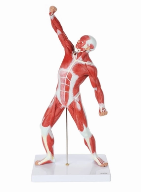 Axis Scientific 20” Mini Muscular System Model, Human Muscular Anatomy Model, Anatomy Models Human Body Muscles, Muscular Model, Includes Detailed Product Manual