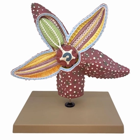 Eisco Labs - Starfish Anatomy Model - Handcrafted, 4X Life-Size Invertebrate Educational Tool, Marine Biology, Teaching, Lab Display