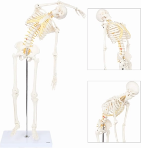 Mini Human Flexible Skeleton Model with Stand, 34" Tall Skeleton Includes Flexible Spine and Removable Arms and Legs, a Stand and Base for Display and Demonstration, Made by Axis Scientific