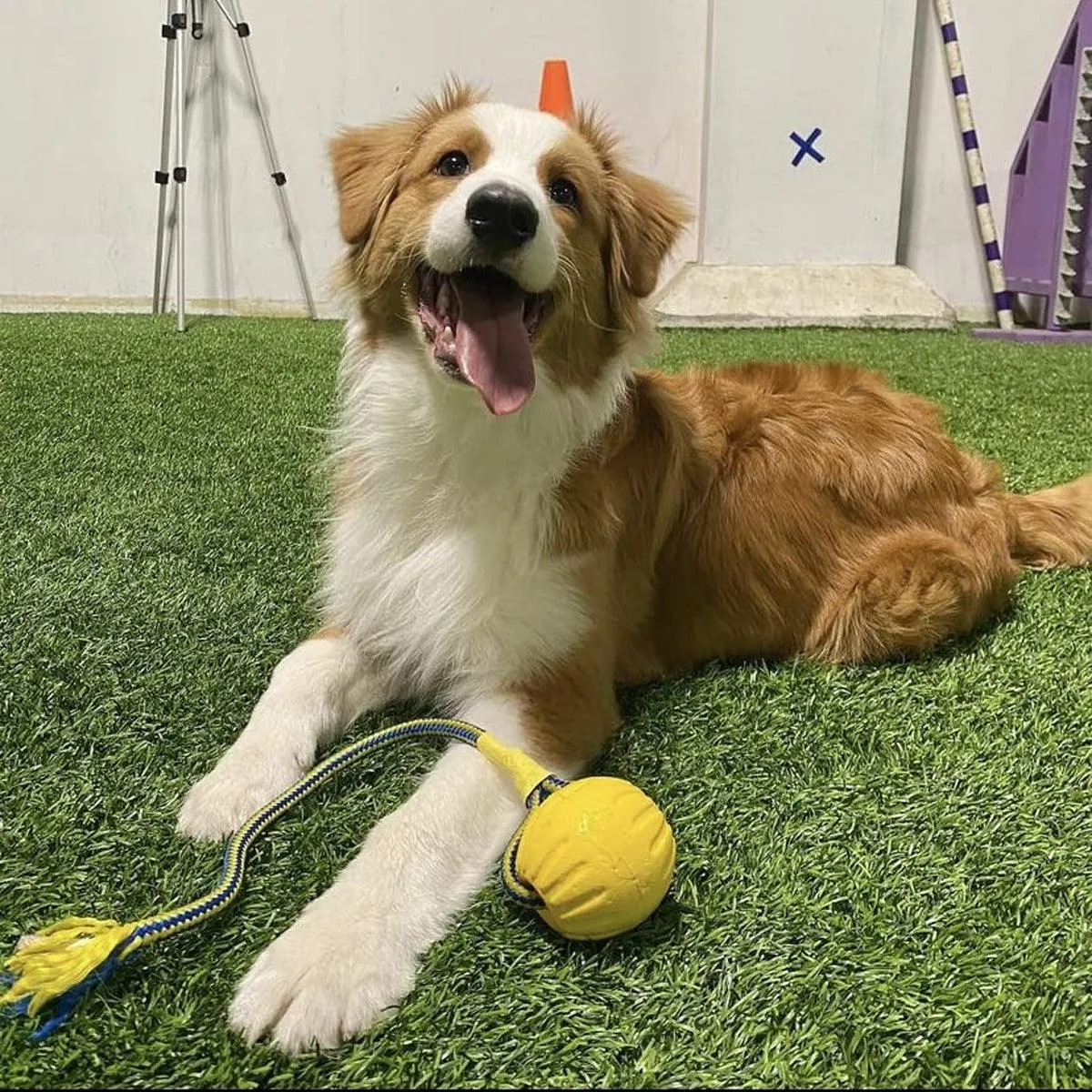 Pet Toys Dog Teething Training Toy Round Pull Ring Chew Ball Durable Play