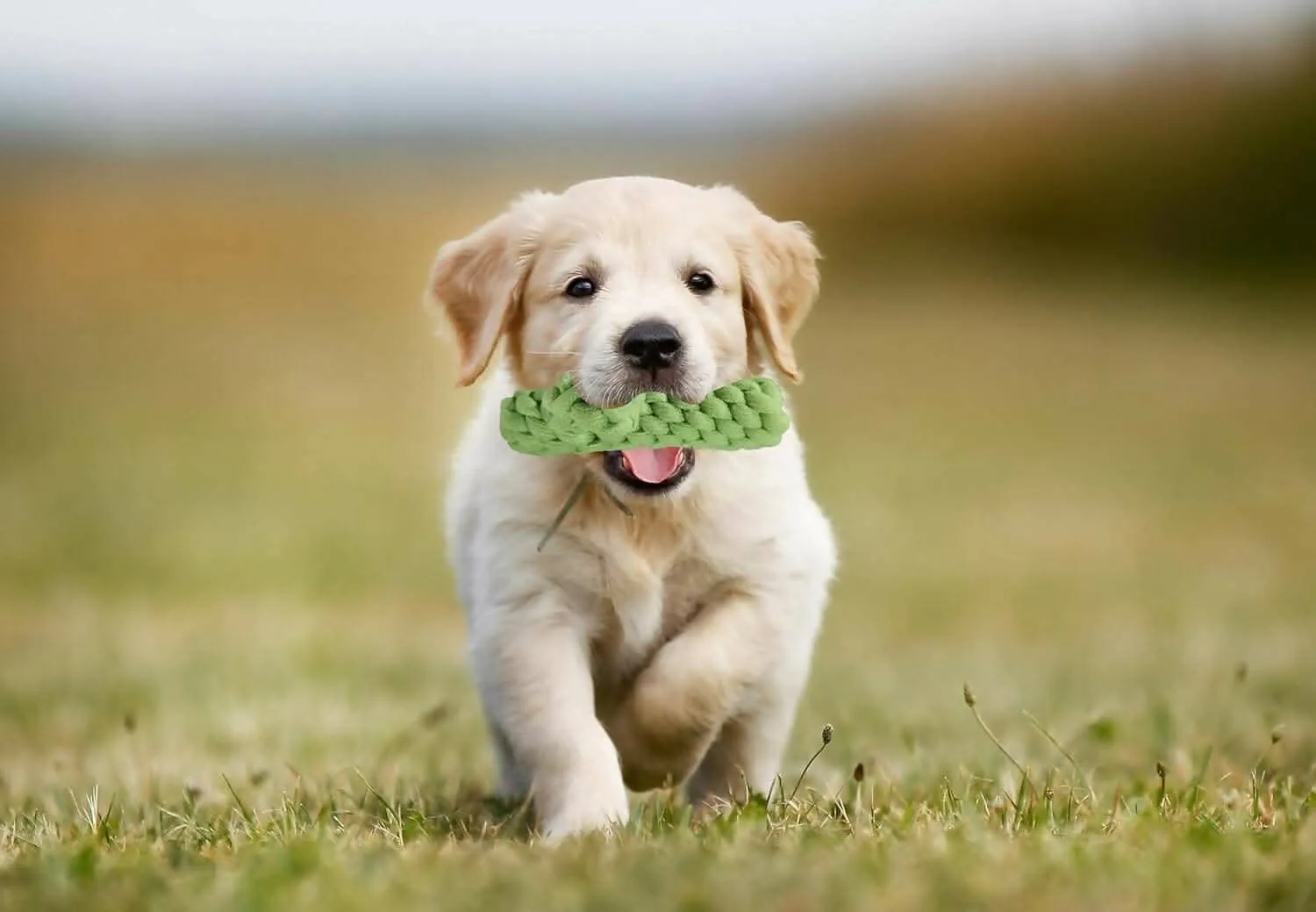 Petology Cotton Cactus Durable Chew Rope Toy for Small to Medium Dogs