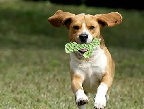Petology Cotton Cactus Durable Chew Rope Toy for Small to Medium Dogs