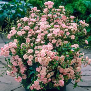 Shrub Rose The Fairy
