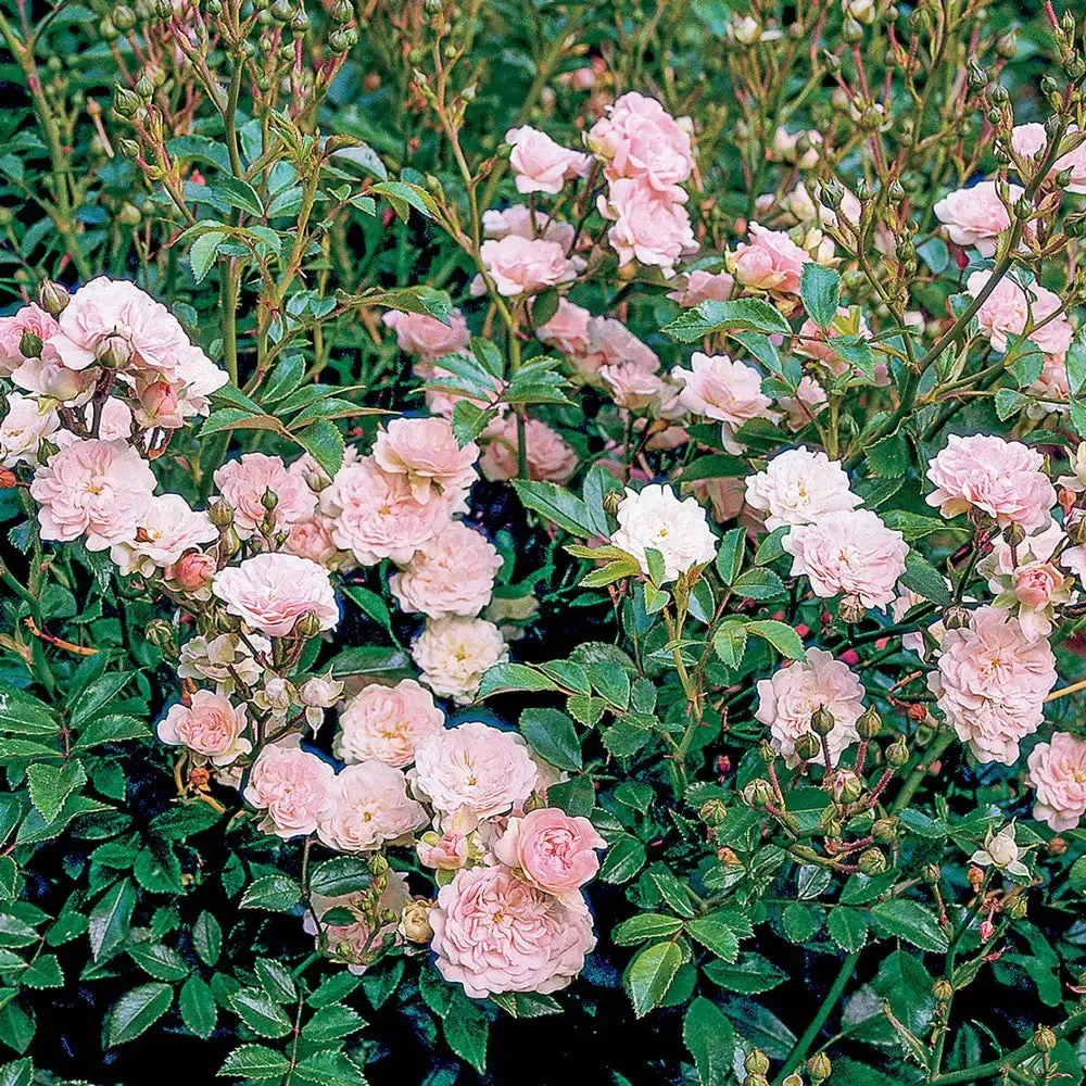 Shrub Rose The Fairy